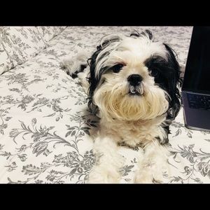 Meet your Posher, Sandy